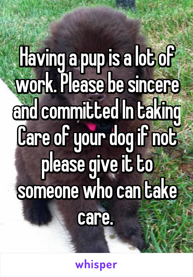 Having a pup is a lot of work. Please be sincere and committed In taking Care of your dog if not please give it to someone who can take care. 