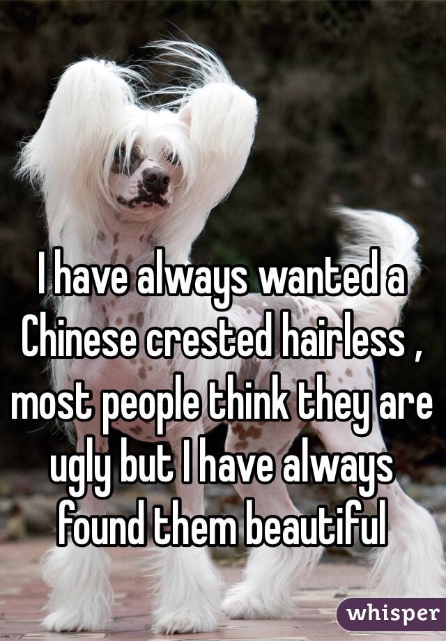 I have always wanted a Chinese crested hairless , most people think they are ugly but I have always found them beautiful 
