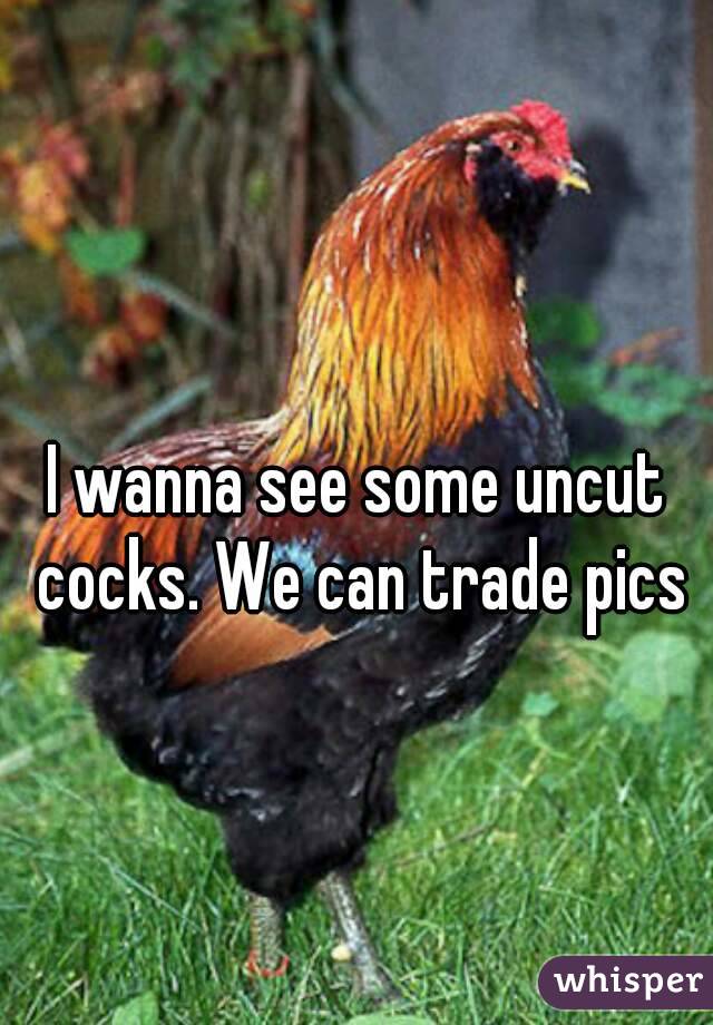 I wanna see some uncut cocks. We can trade pics