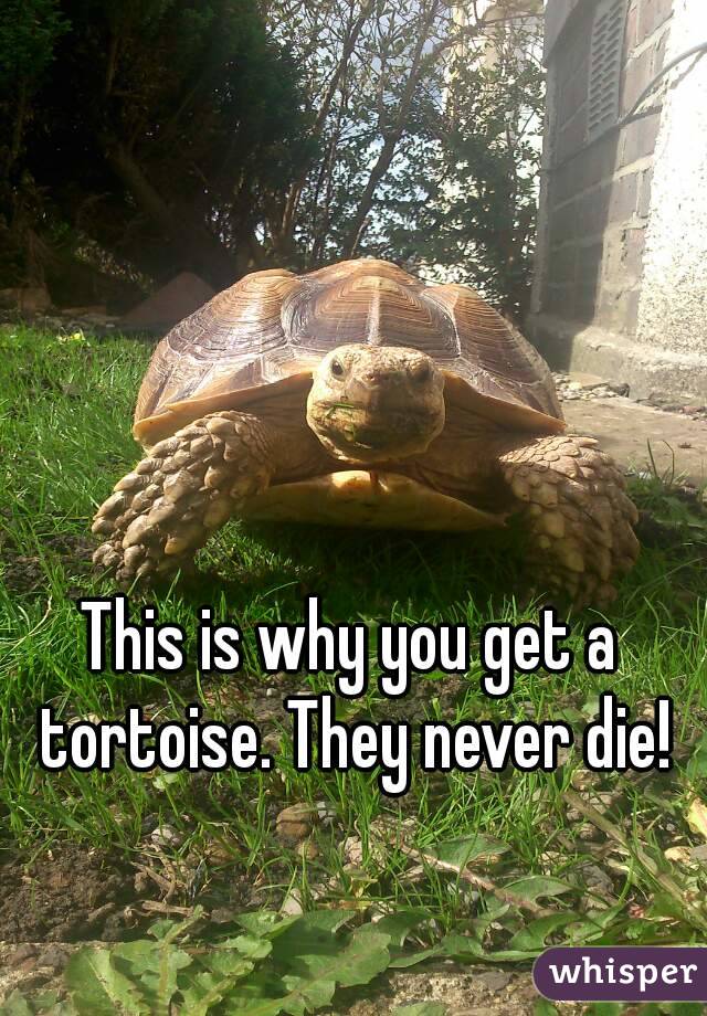 This is why you get a tortoise. They never die!