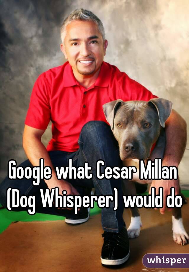 Google what Cesar Millan (Dog Whisperer) would do