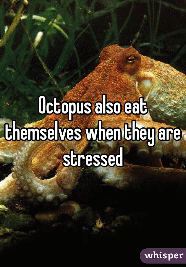 Octopus also eat themselves when they are stressed 