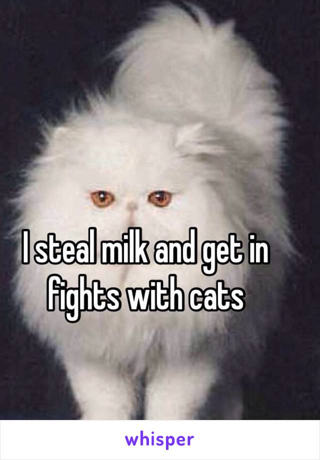 I steal milk and get in fights with cats