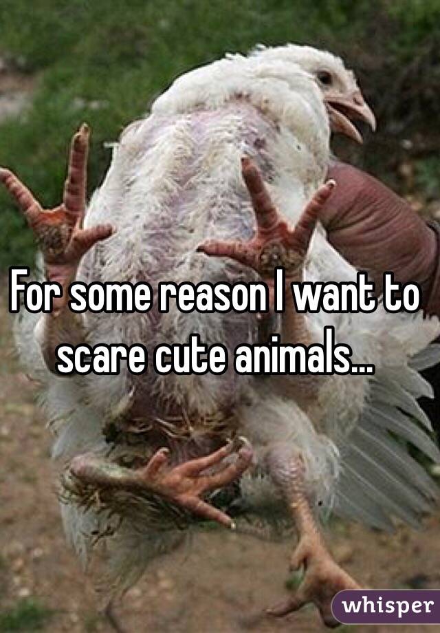 For some reason I want to scare cute animals... 