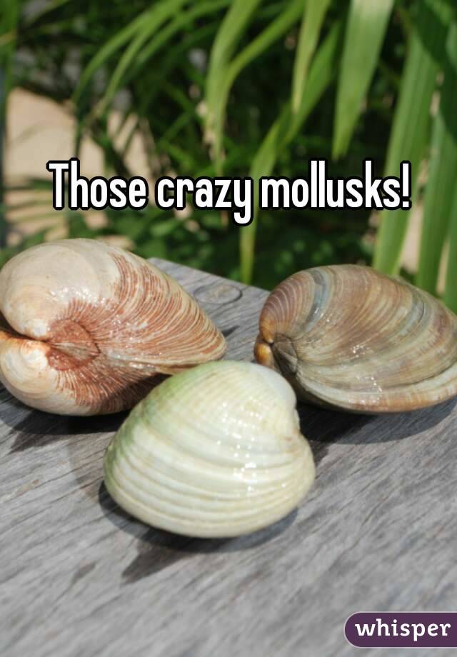 Those crazy mollusks!