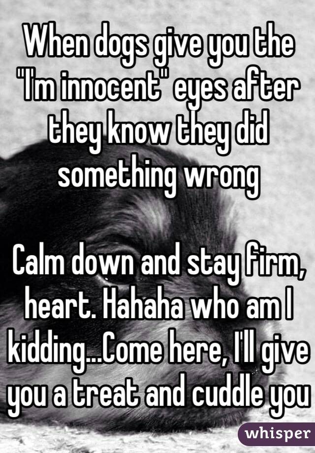 When dogs give you the "I'm innocent" eyes after they know they did something wrong

Calm down and stay firm, heart. Hahaha who am I kidding...Come here, I'll give you a treat and cuddle you