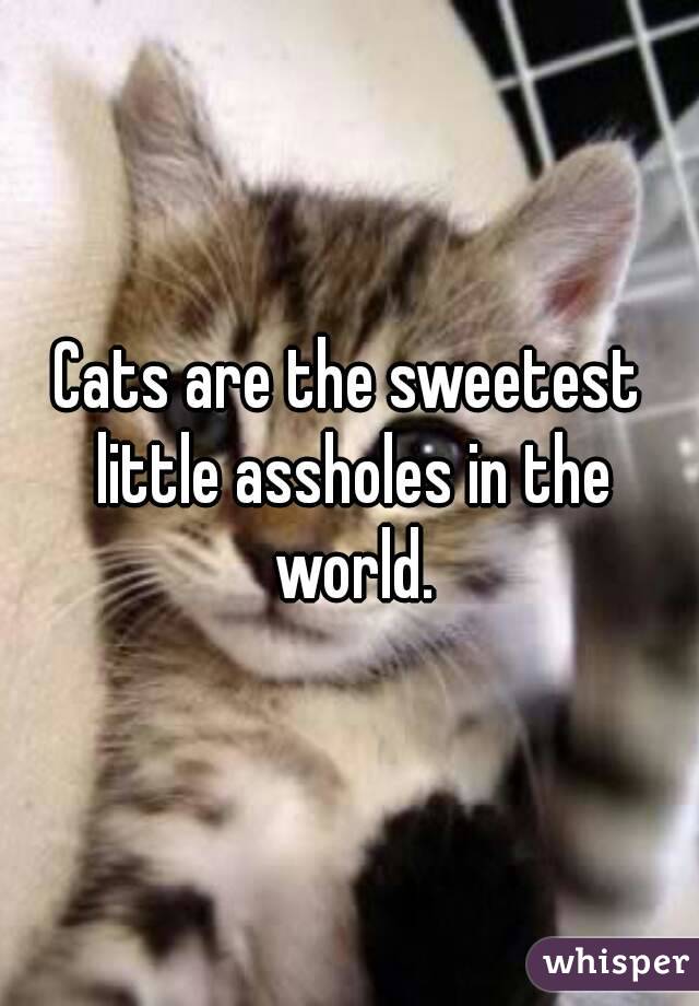 Cats are the sweetest little assholes in the world.