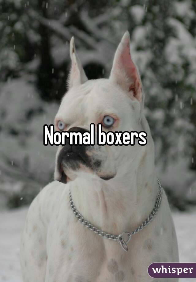 Normal boxers 