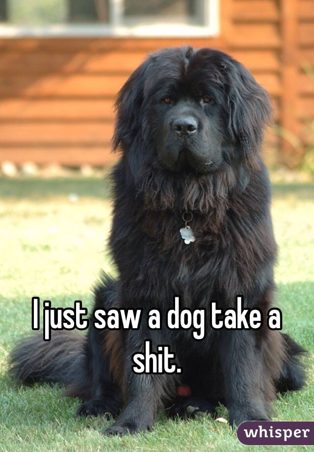 I just saw a dog take a shit. 
