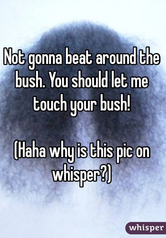 Not gonna beat around the bush. You should let me touch your bush!

(Haha why is this pic on whisper?)