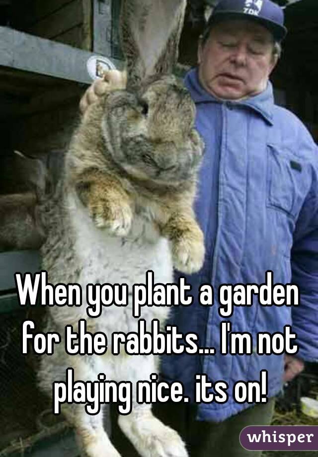 When you plant a garden for the rabbits... I'm not playing nice. its on!