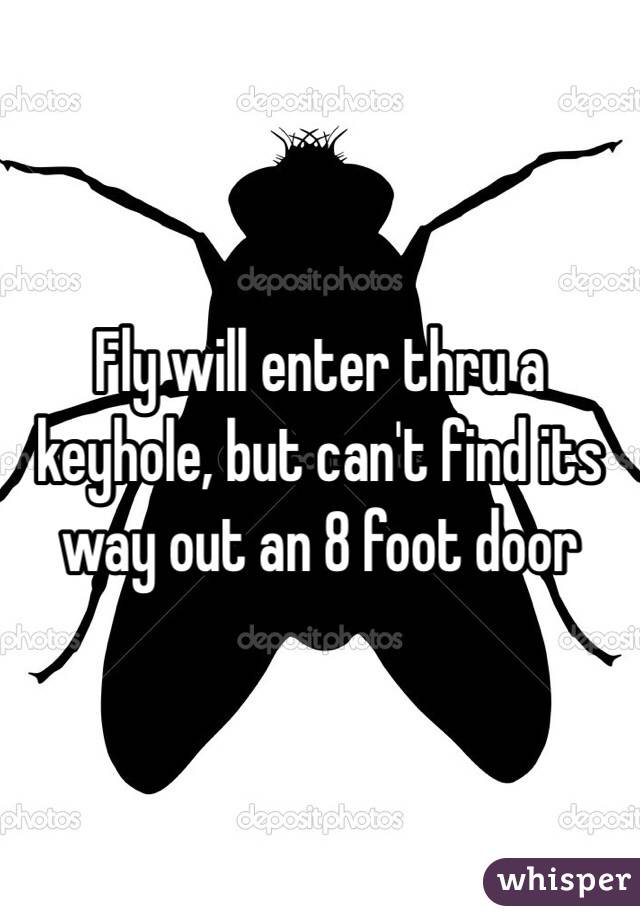 Fly will enter thru a keyhole, but can't find its way out an 8 foot door 