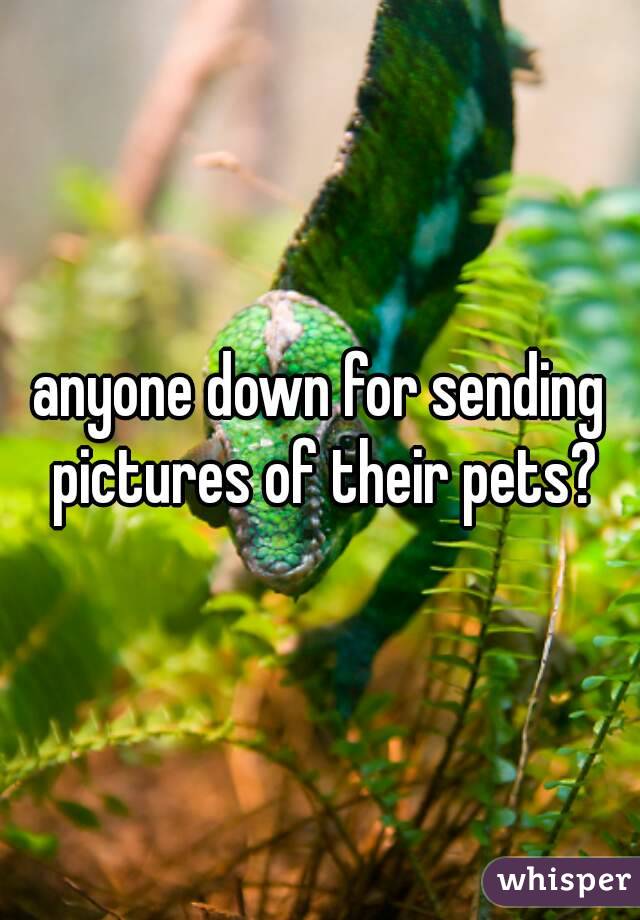 anyone down for sending pictures of their pets?