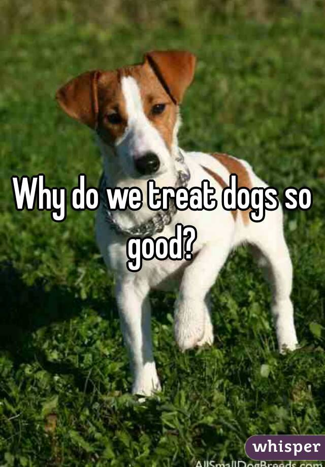 Why do we treat dogs so good? 