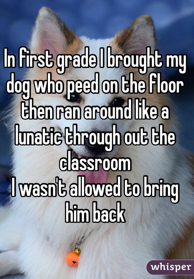 In first grade I brought my dog who peed on the floor then ran around like a lunatic through out the classroom
I wasn't allowed to bring him back