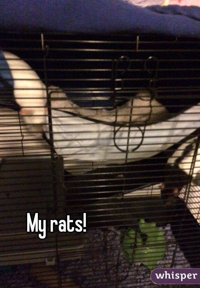 My rats! 