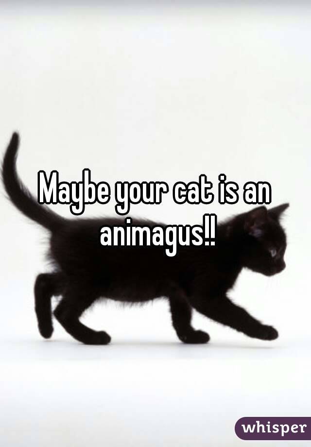 Maybe your cat is an animagus!!