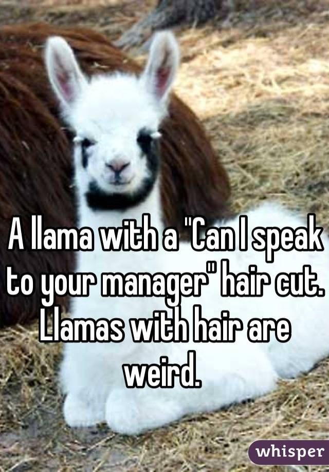 A llama with a "Can I speak to your manager" hair cut. Llamas with hair are weird. 