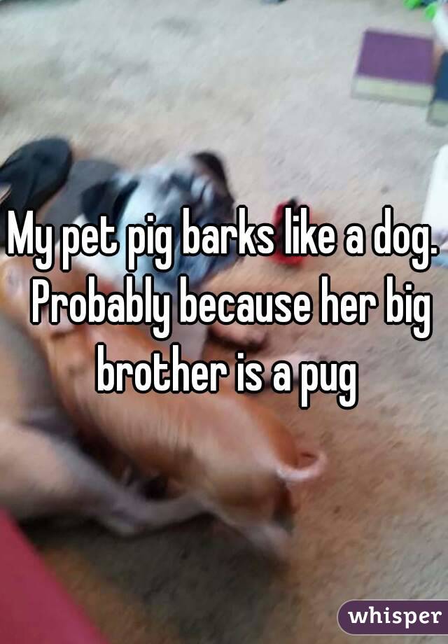 My pet pig barks like a dog.  Probably because her big brother is a pug