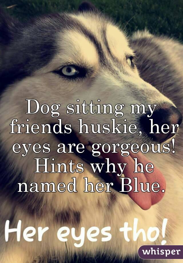 Dog sitting my friends huskie, her eyes are gorgeous! Hints why he named her Blue. 