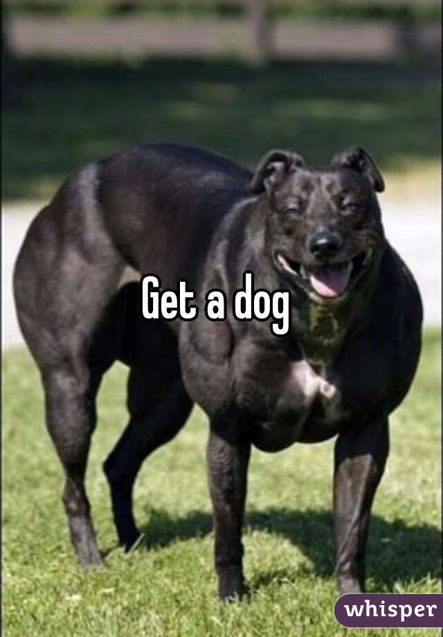 Get a dog 