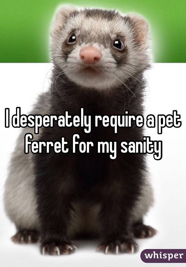 I desperately require a pet ferret for my sanity
