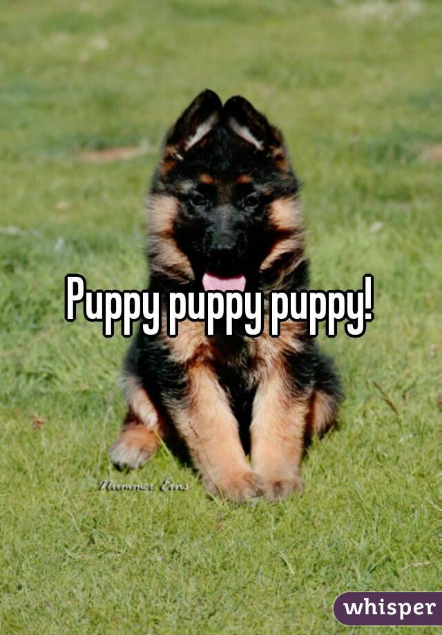 Puppy puppy puppy!