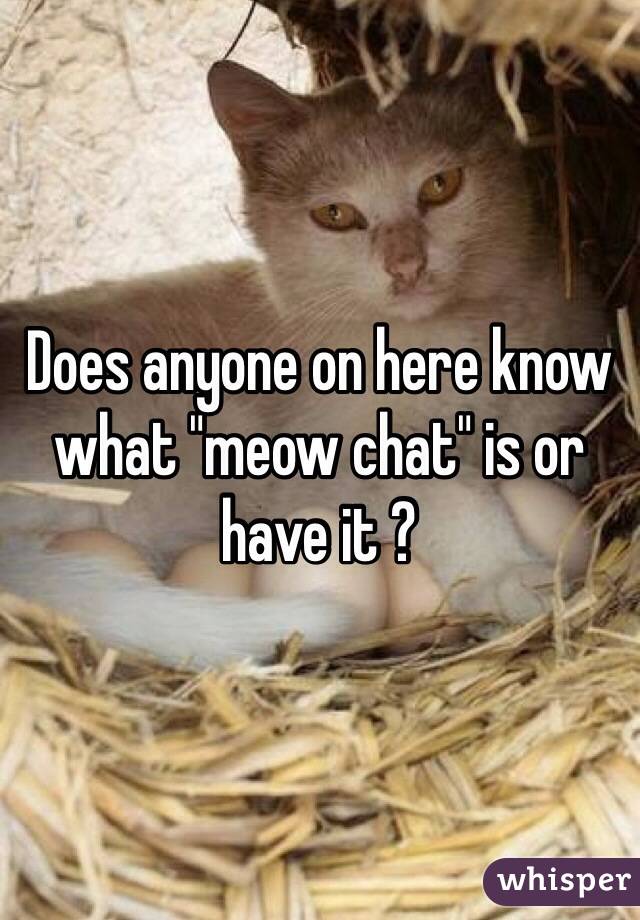 Does anyone on here know what "meow chat" is or have it ?