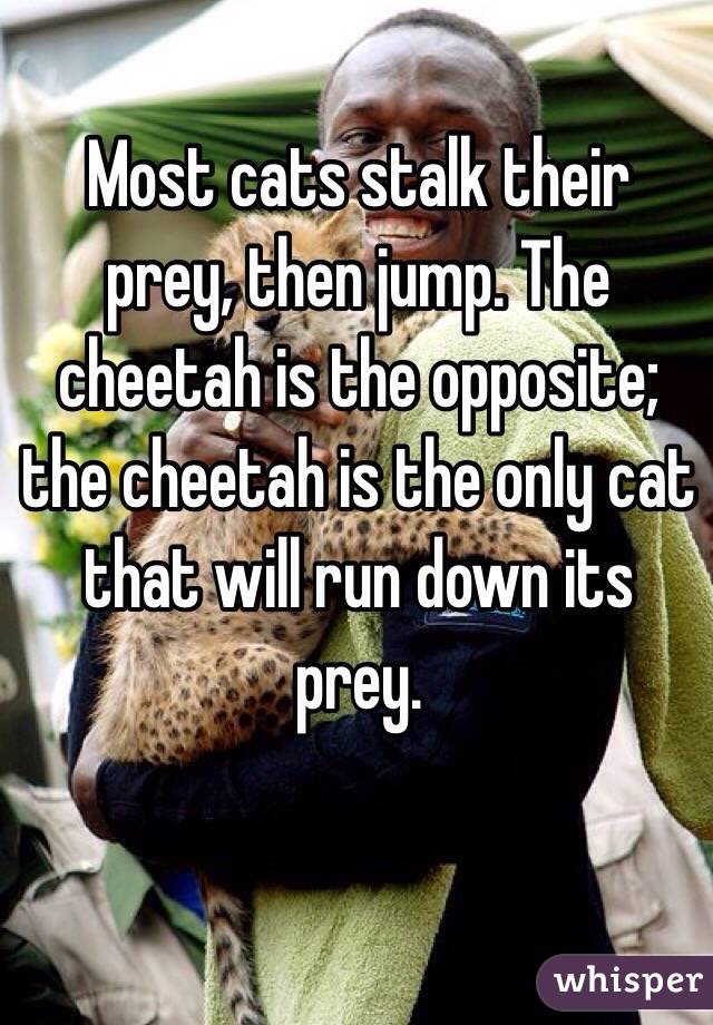 Most cats stalk their prey, then jump. The cheetah is the opposite; the cheetah is the only cat that will run down its prey. 