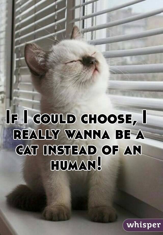 If I could choose, I really wanna be a cat instead of an human! 