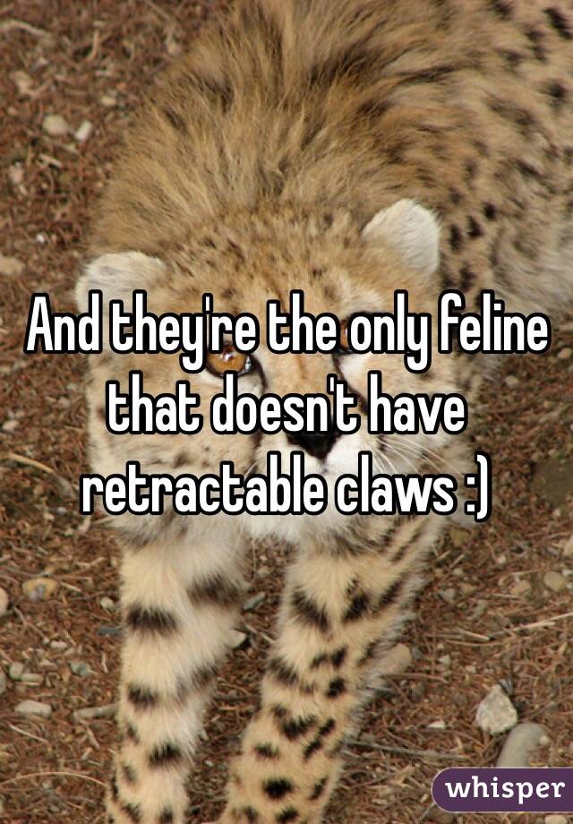 And they're the only feline that doesn't have retractable claws :)
