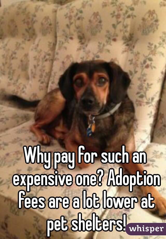 Why pay for such an expensive one? Adoption fees are a lot lower at pet shelters!