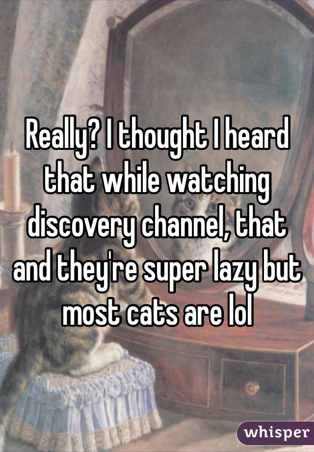 Really? I thought I heard that while watching discovery channel, that and they're super lazy but most cats are lol