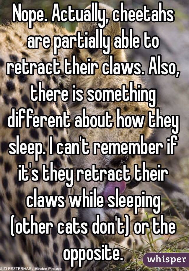 Nope. Actually, cheetahs are partially able to retract their claws. Also, there is something different about how they sleep. I can't remember if it's they retract their claws while sleeping (other cats don't) or the opposite. 