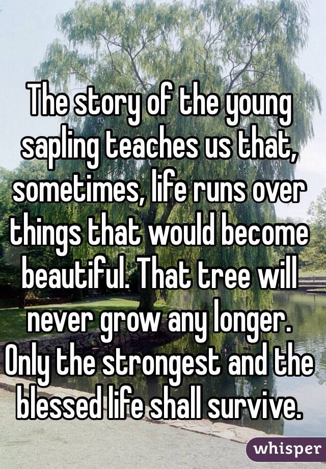 The story of the young sapling teaches us that, sometimes, life runs over things that would become beautiful. That tree will never grow any longer.
Only the strongest and the blessed life shall survive.