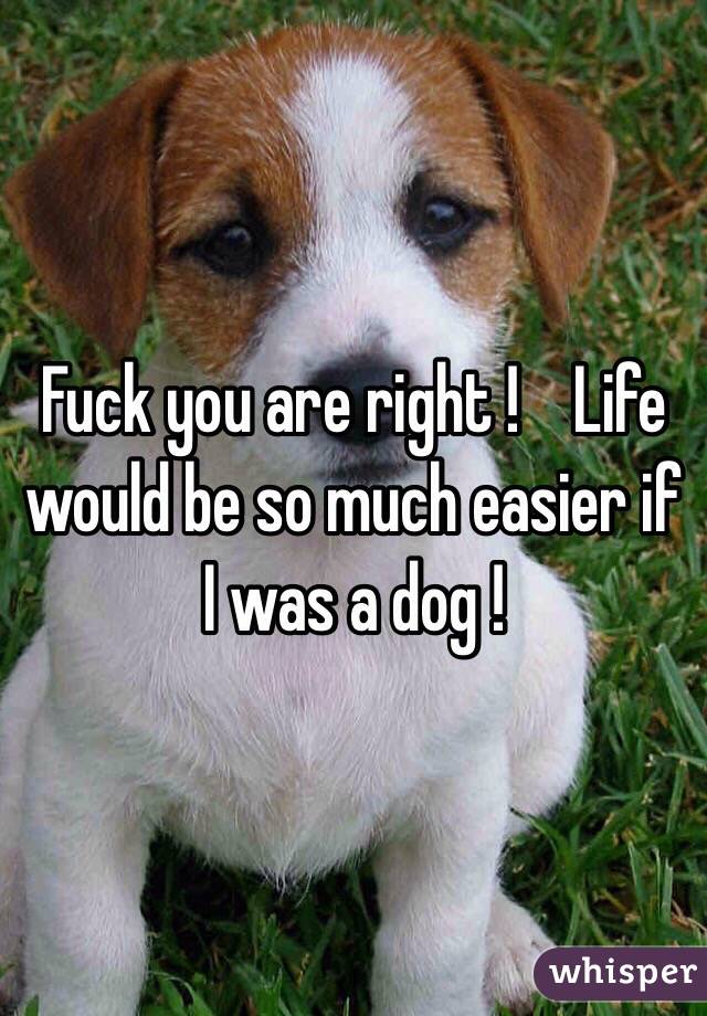 Fuck you are right !    Life would be so much easier if I was a dog ! 