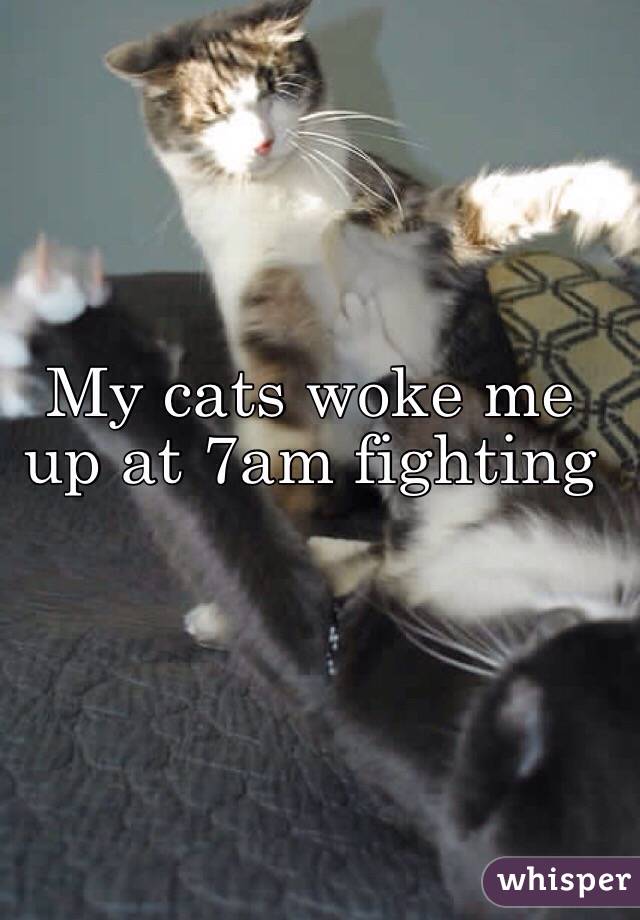My cats woke me up at 7am fighting