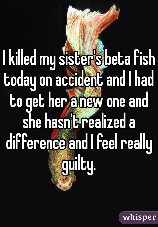 I killed my sister's beta fish today on accident and I had to get her a new one and she hasn't realized a difference and I feel really guilty.