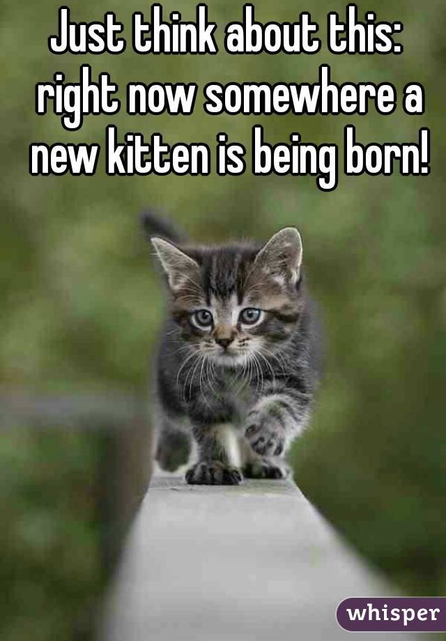 Just think about this: right now somewhere a new kitten is being born!