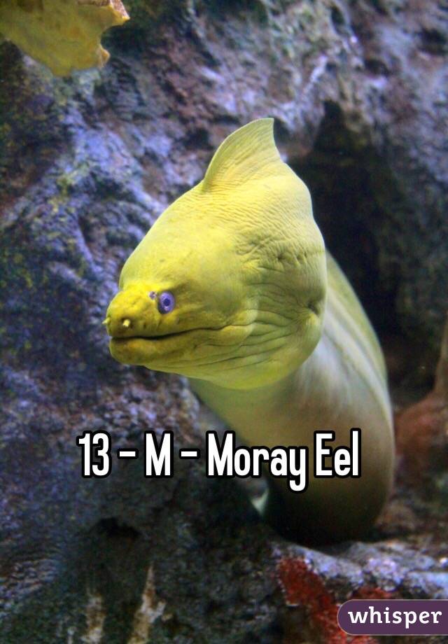 13 - M - Moray Eel