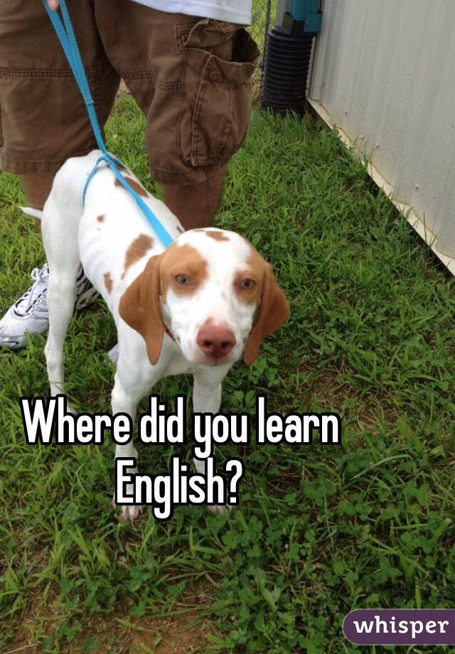 Where did you learn English?