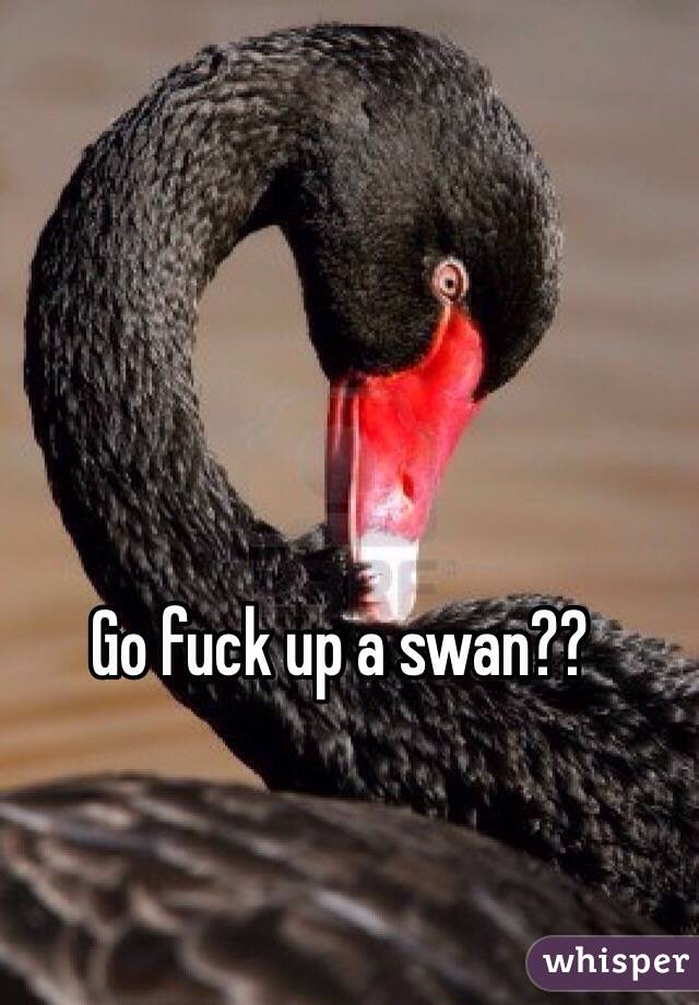 Go fuck up a swan??