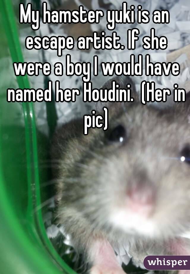 My hamster yuki is an escape artist. If she were a boy I would have named her Houdini.  (Her in pic)