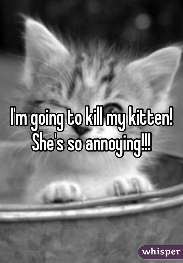 I'm going to kill my kitten! She's so annoying!!! 