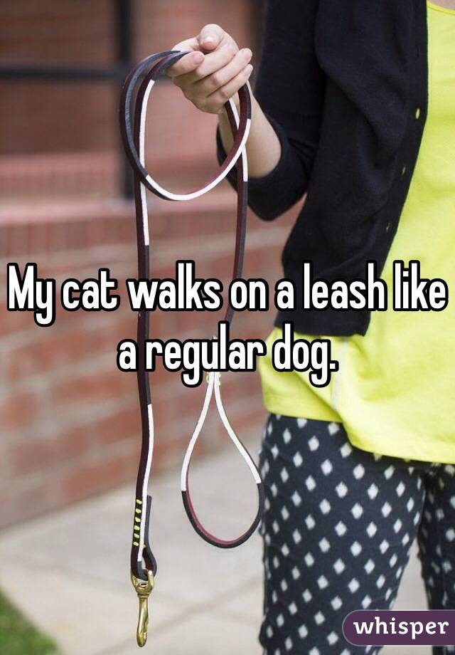 My cat walks on a leash like a regular dog.