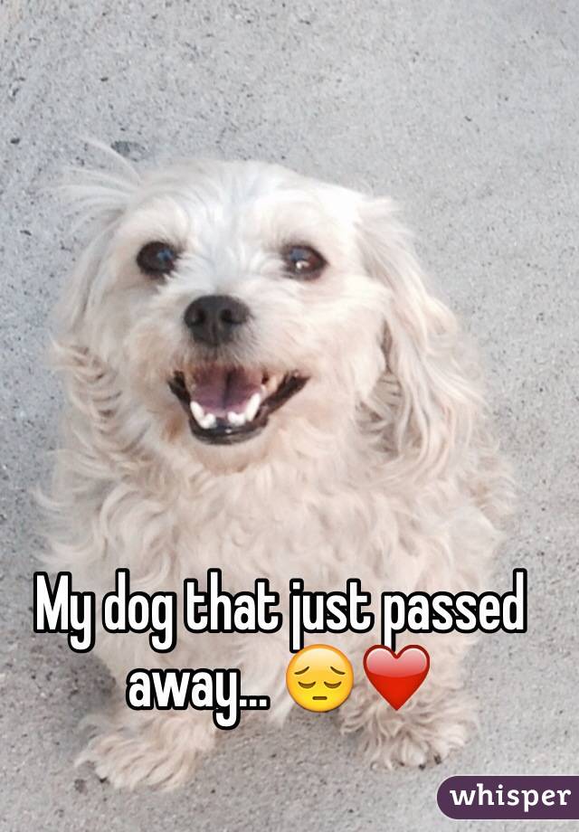 My dog that just passed away... 😔❤️