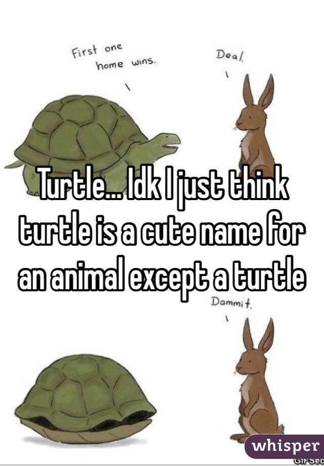 Turtle... Idk I just think turtle is a cute name for an animal except a turtle
