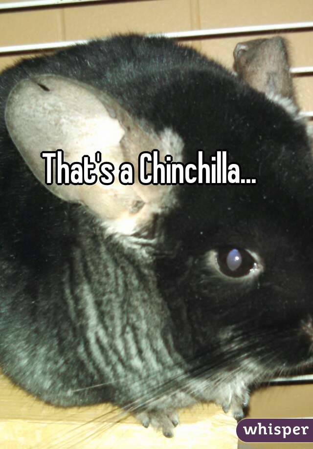 That's a Chinchilla...