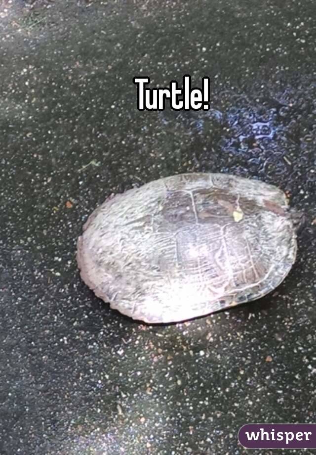 Turtle! 
