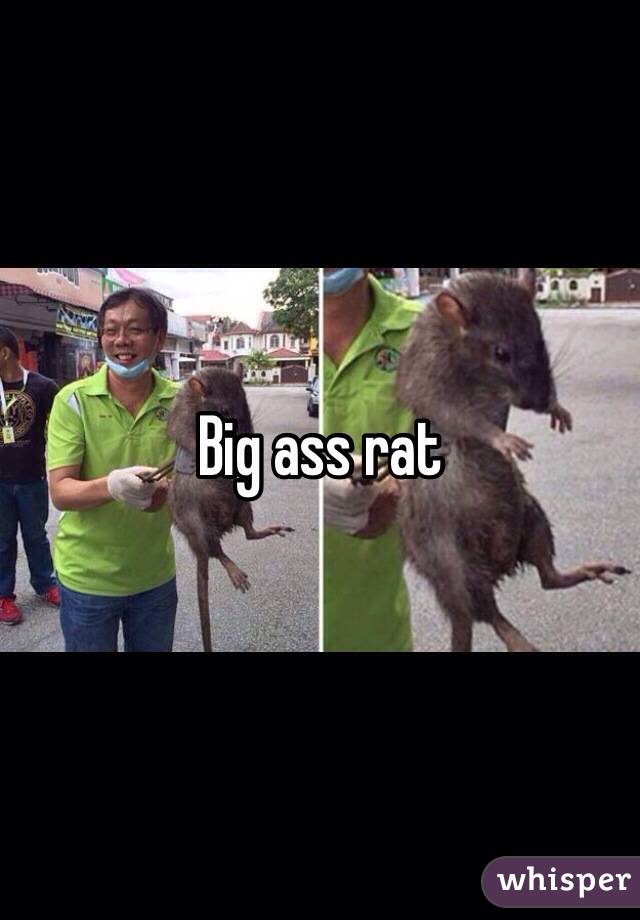 Big ass rat